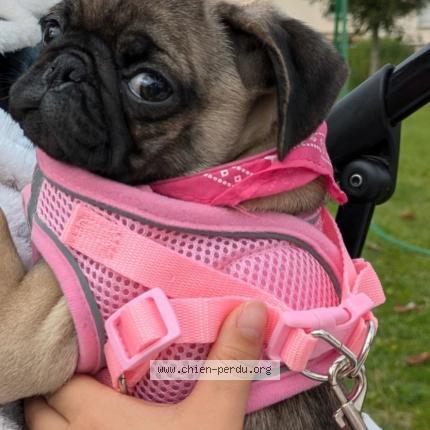 Photo 1/1 Chien retrouvé Perdu à L isle d espagnac