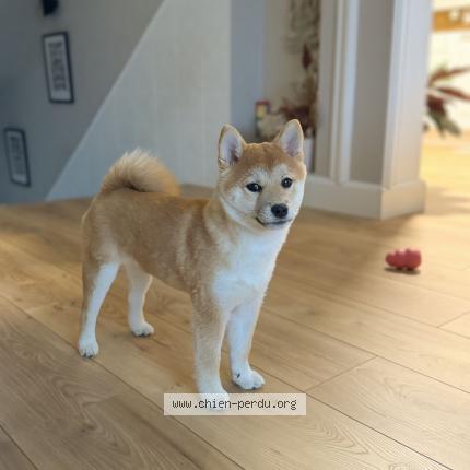 Photo 1/2 Chien retrouvé Perdu à Pontault combault