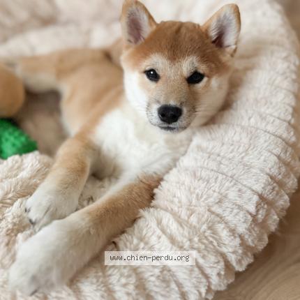 Photo 2/2 Chien retrouvé Perdu à Pontault combault