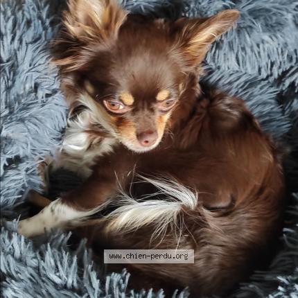 Photo 1/2 Chien retrouvé Perdu à Clamecy