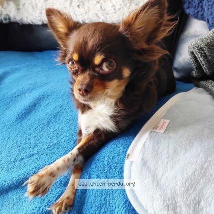 Photo 2/2 Chien retrouvé Perdu à Clamecy