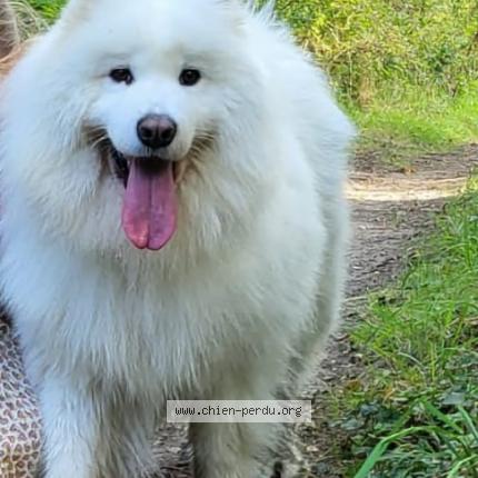 Photo 1/1 Chien retrouvé Perdu à Quimper