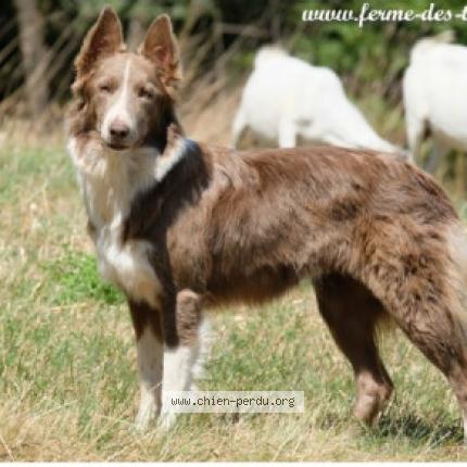 Photo 1/1 Chien retrouvé Perdu à Lodeve