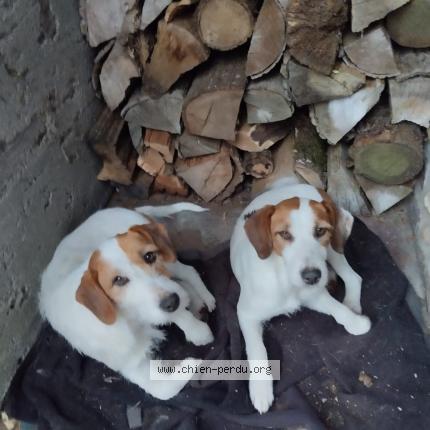 Photo 1/1 Chien retrouvé Trouvé à Cordey