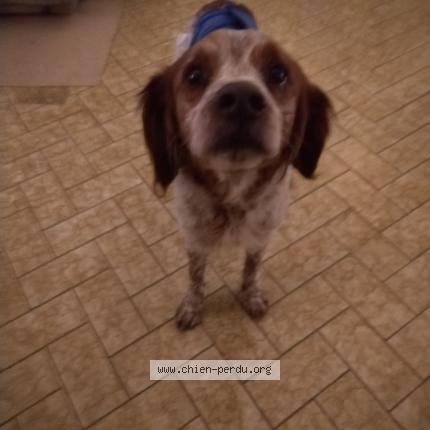 Photo 1/1 Chien retrouvé Trouvé à Doue la fontaine