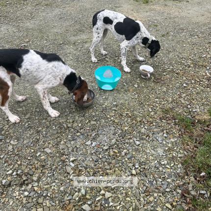 Photo 1/1 Chien retrouvé Trouvé à Amanlis