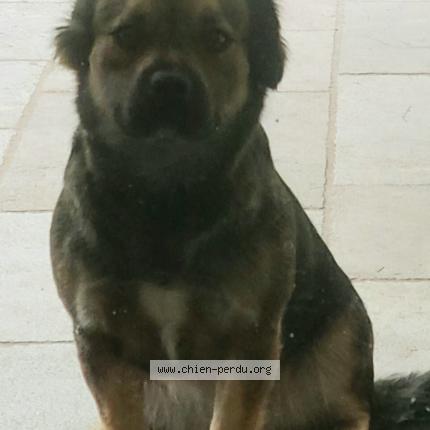 Photo 1/1 Thérese Chien perdu à Le temple