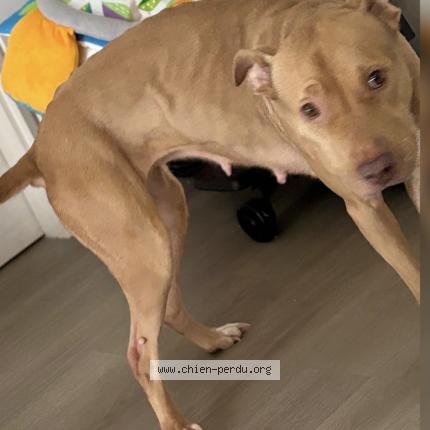 Photo 2/2 Chien retrouvé Perdu à Sarcelles