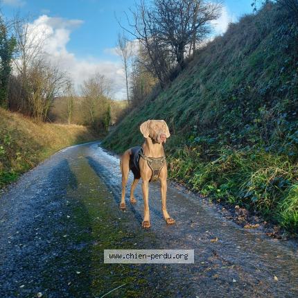Photo 1/1 Chien retrouvé Perdu à Les gets