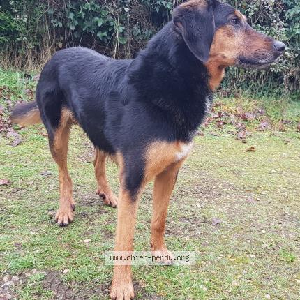 Photo de chien trouvé à La Lande Sur Eure
