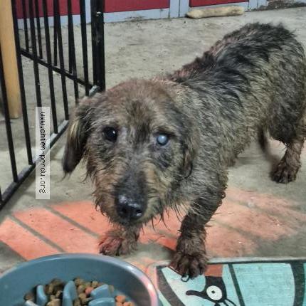 Photo 1/1 Chien retrouvé Trouvé à Melle