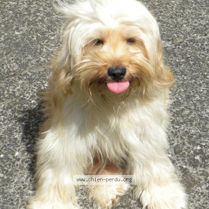 Photo 1/1 Zédix Chien perdu à Entre saint gilles et saint lo