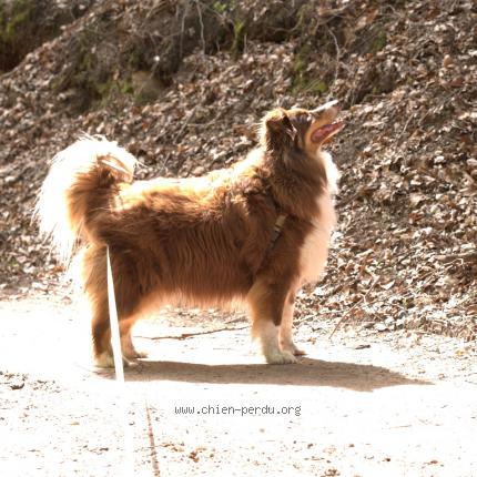 Photo de chien perdu à Montbronn