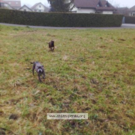 Photo 1/1 Chien retrouvé Trouvé à Saint jorioz