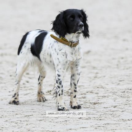 Photo 1/1 Chien retrouvé Perdu à Parnay