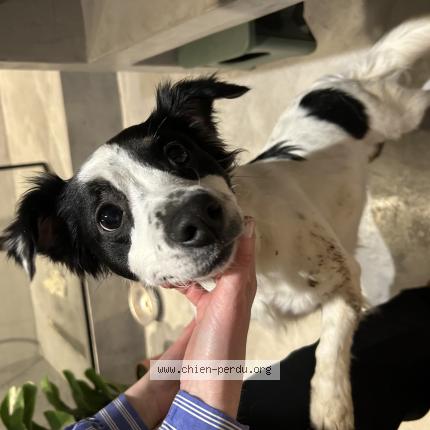 Photo 1/1 Chien retrouvé Trouvé à Patteville