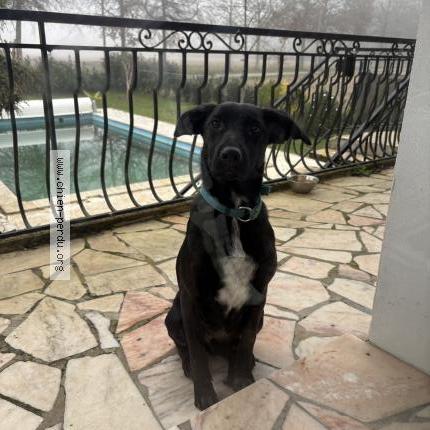 Photo 1/1 Chien retrouvé Trouvé à Mimbaste