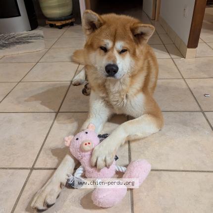 Photo 1/1 Chien retrouvé Perdu à Charentay