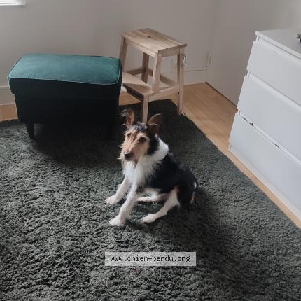 Photo 1/1 Chien retrouvé Perdu à Nantes