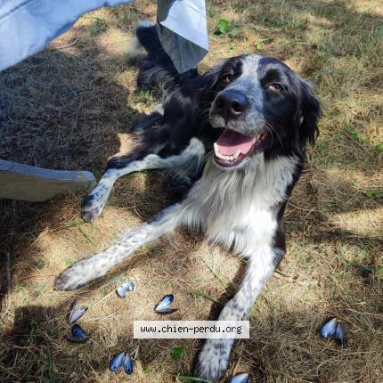 Photo 1/1 Chien retrouvé Perdu à Vic en bigorre