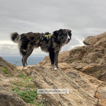 Photo 1/1 Chien retrouvé Perdu à Les adrets