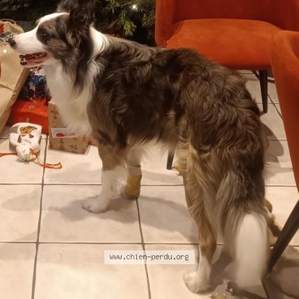 Photo 1/1 Chien retrouvé Perdu à Rives en seine