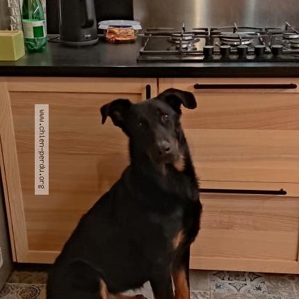 Photo 1/1 Chien retrouvé Perdu à La norma