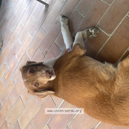 Photo de chien perdu à Gignac La Nerthe