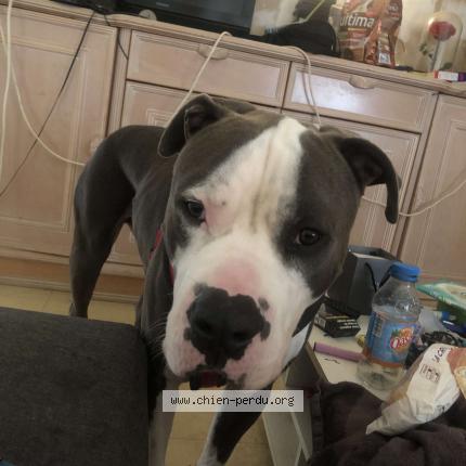 Photo 1/1 Chien retrouvé Perdu à Mouilleron saint germain