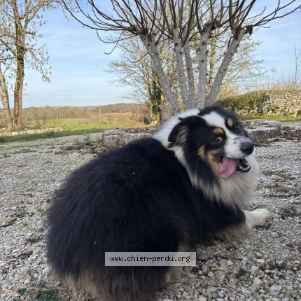 Photo 1/1 Chien retrouvé Perdu à Crayssac