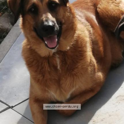 Photo 1/1 Chien retrouvé Perdu à Montreal la cluse