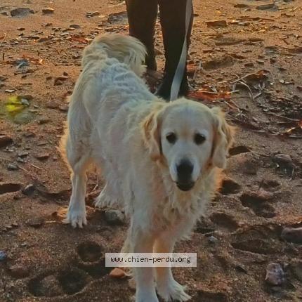 Photo de chien perdu à Puget Sur Argens