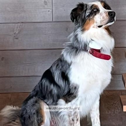 Photo 1/1 Chien retrouvé Perdu à Combloux