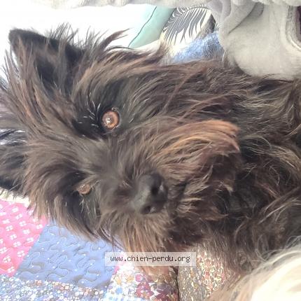 Photo 1/1 Chien retrouvé Perdu à Portbail