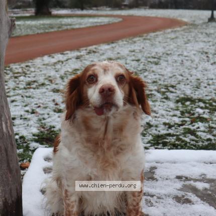 Photo 1/1 Chien retrouvé Perdu à Savigneux