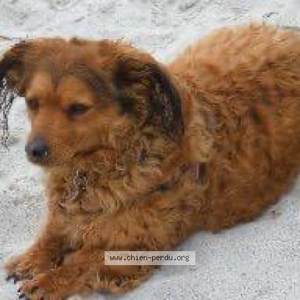 Photo 1/1 Chien retrouvé Perdu à Saint andre de sangonis