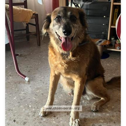 Photo 1/2 Chien retrouvé Perdu à Corbeil essonnes