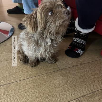 Photo 1/1 Chien retrouvé Trouvé à Saubens