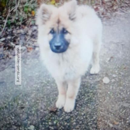 Photo 1/1 Chien retrouvé Perdu à Bockange