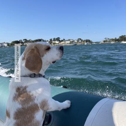Photo 1/1 Chien retrouvé Perdu à Ploermel