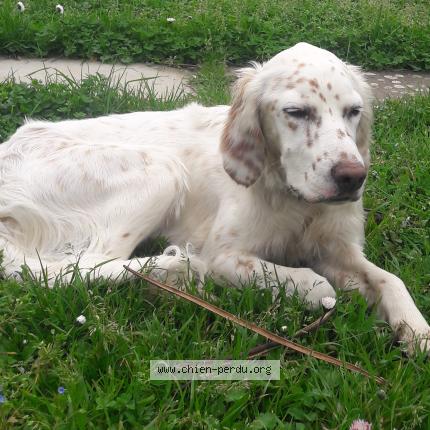 Photo 1/1 Chien retrouvé Perdu à Champ sur layon