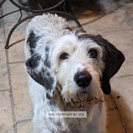Photo 1/2 Chien retrouvé Trouvé à Truyes
