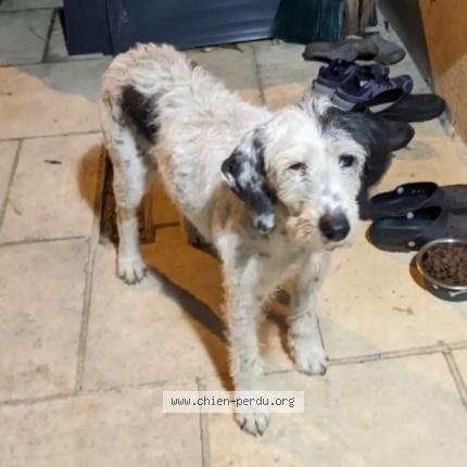 Photo 2/2 Chien retrouvé Trouvé à Truyes