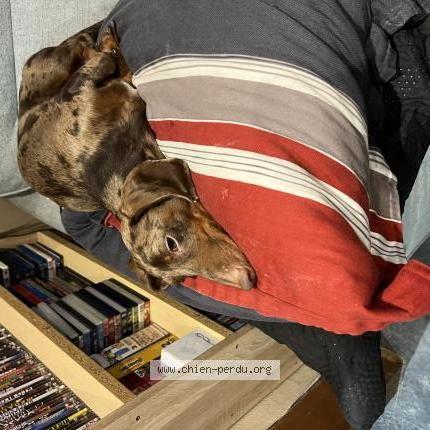 Photo 1/1 Chien retrouvé Perdu à Sartrouville