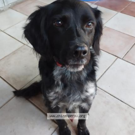 Photo de chien trouvé à Tonnay Charentes