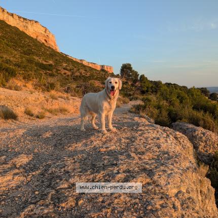 Photo 1/1 Chien retrouvé Perdu à Orcieres merlette