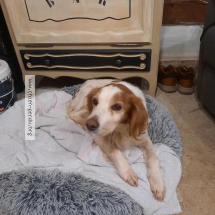 Photo 1/1 Chien retrouvé Trouvé à Bernay