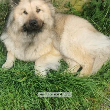 Photo de chien perdu à Blaye Les Mines