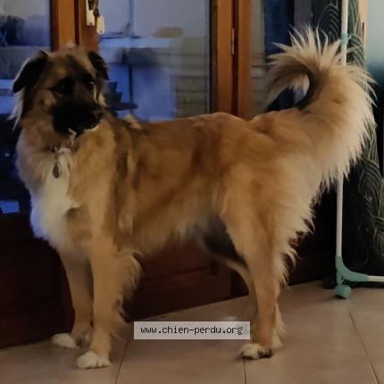 Photo de chien perdu à Signes