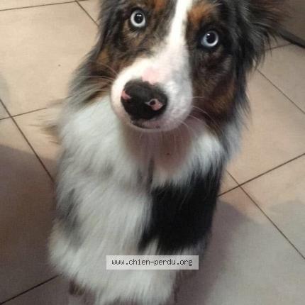 Photo de chien perdu à Carnoux